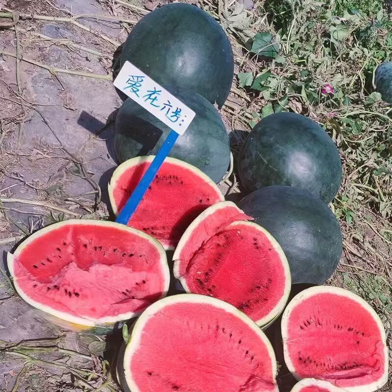 爱花6号大红瓤西瓜种子大果高糖黑皮西瓜种子暗花皮耐重茬