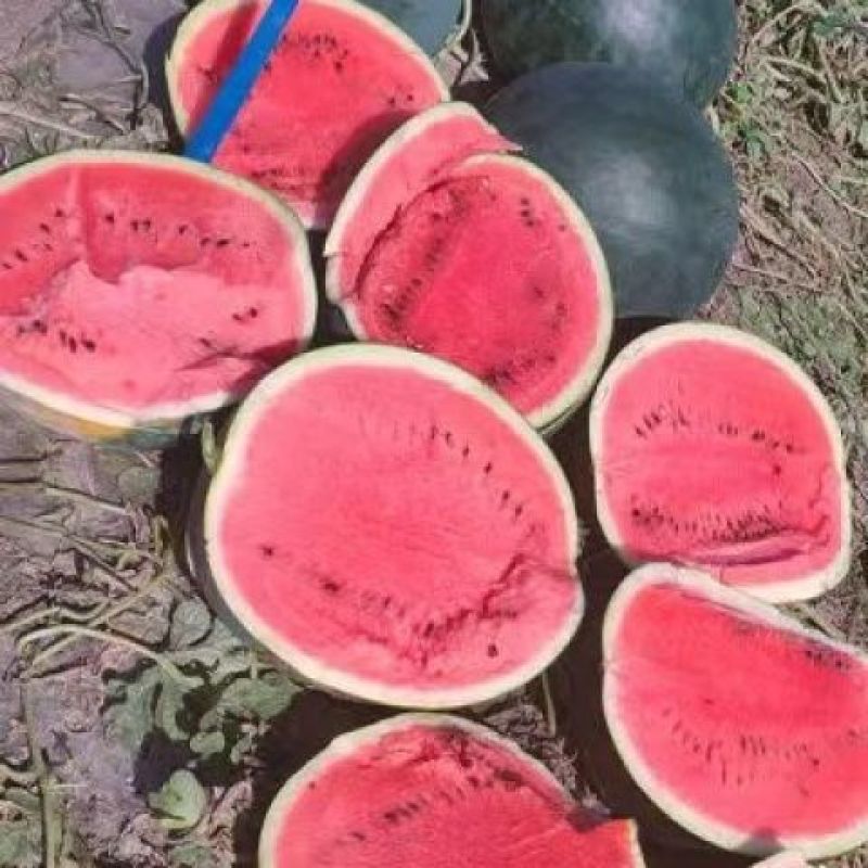 爱花6号大红瓤西瓜种子大果高糖黑皮西瓜种子暗花皮耐重茬