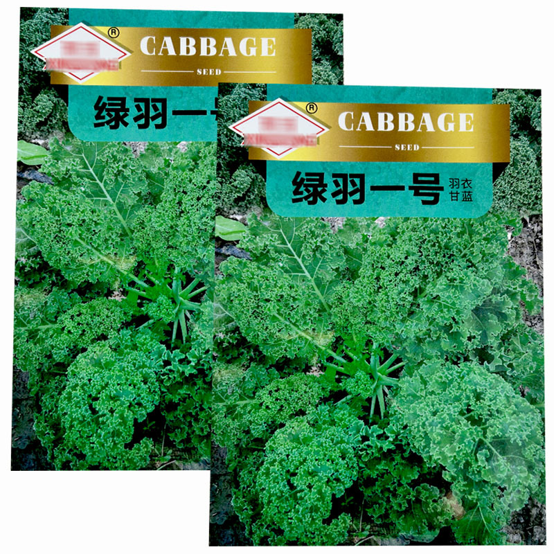 绿羽衣甘蓝种子绿羽一号500粒耐寒耐抽苔家庭菜园种