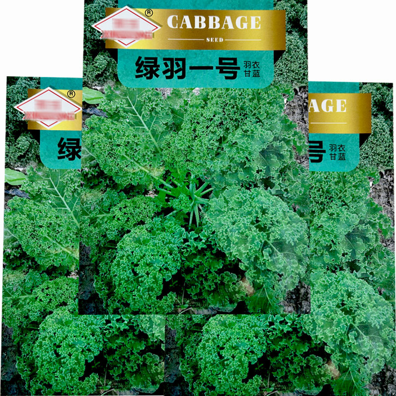绿羽衣甘蓝种子绿羽一号500粒耐寒耐抽苔家庭菜园种
