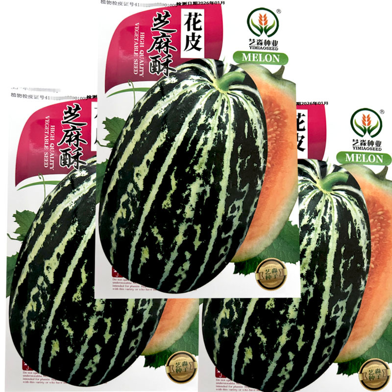 花皮芝麻酥甜瓜种子蟆酥薄皮超甜甜瓜种籽早熟花皮黄