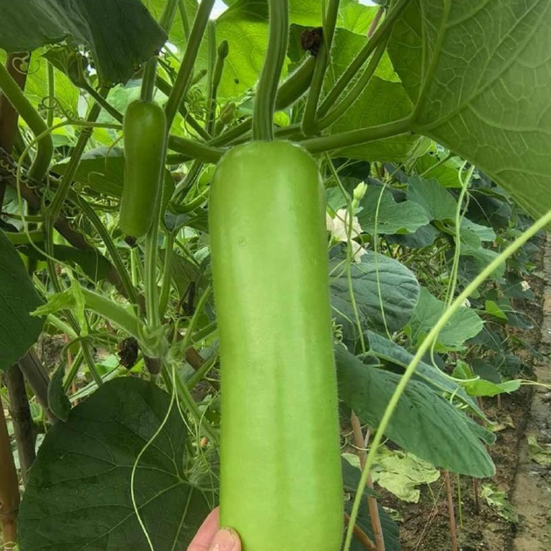早生短棒一号短棒瓠瓜种子早熟油亮耐热耐寒基地型