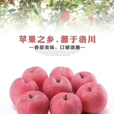 洛川苹果红富士苹果产地一手货源,规格齐全(量大从优)电联