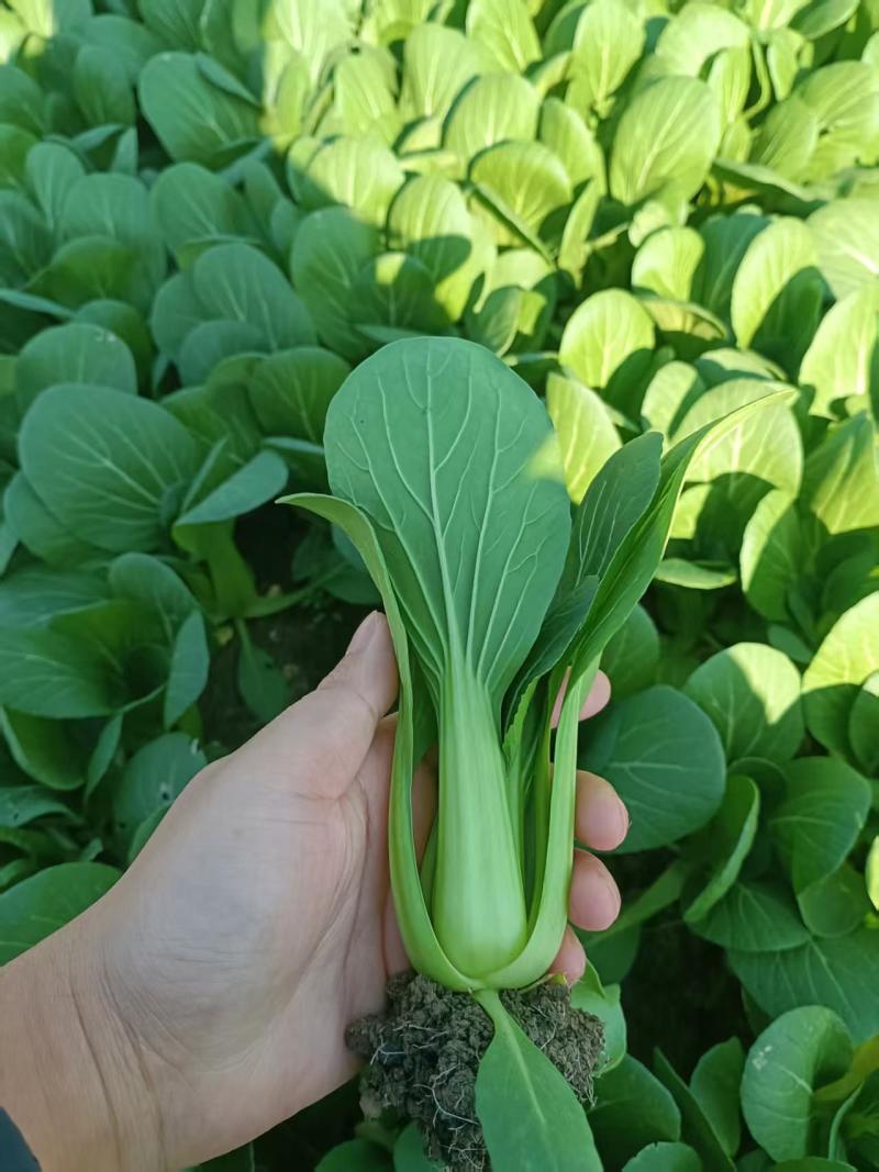 上海青油菜小青菜太和县产地直供，可代收代卖对接采购