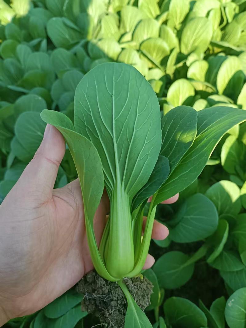 上海青油菜小青菜太和县产地直供，可代收代卖对接采购