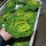 【精品黄心菜】种植基地量大质优对接采购批发欢迎咨询