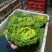 【精品黄心菜】种植基地量大质优对接采购批发欢迎咨询