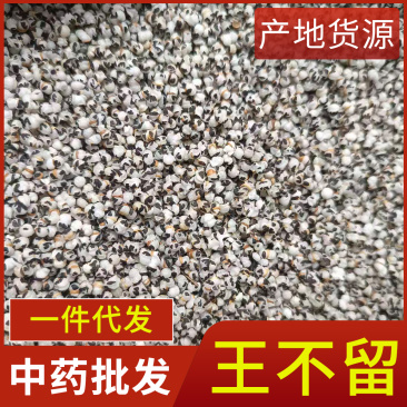 中药材王不留炒王不留行现货供应规格齐全