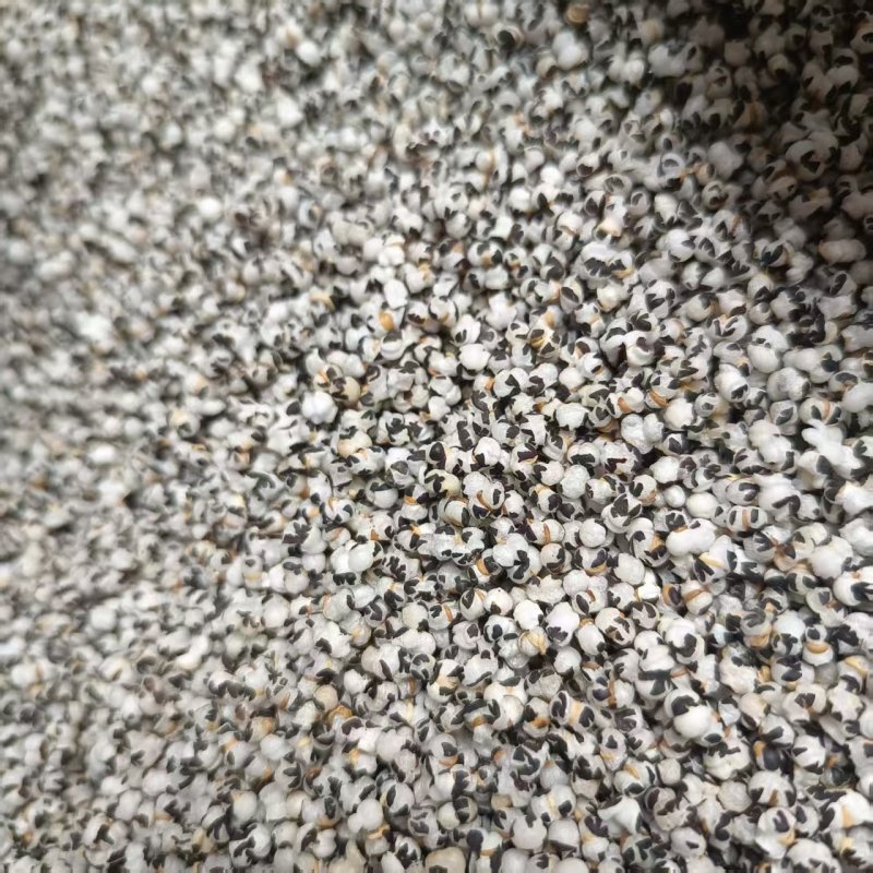中药材王不留炒王不留行现货供应规格齐全