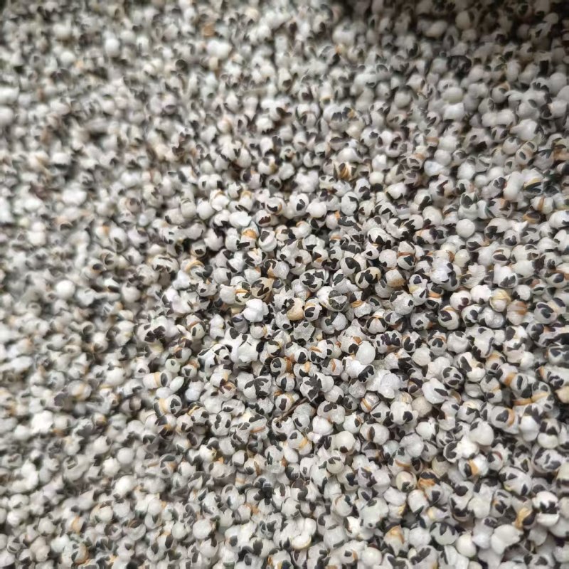 中药材王不留炒王不留行现货供应规格齐全