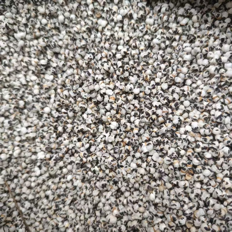 中药材王不留炒王不留行现货供应规格齐全