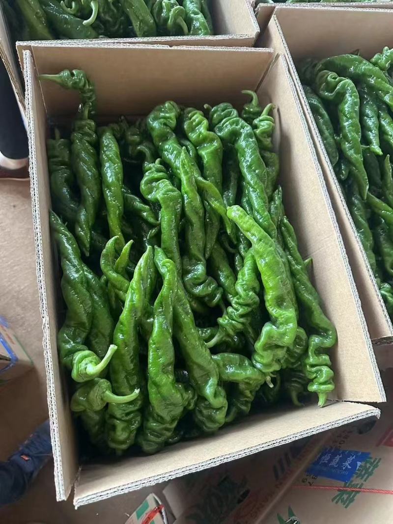 广东鲜辣椒、螺丝椒，陇椒，物美价廉，量大从优，产地直发