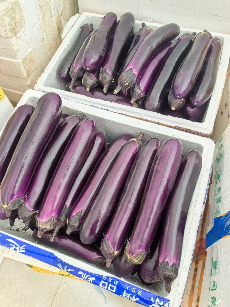 湛江紫长茄精品茄子基地一手货源可视频看货