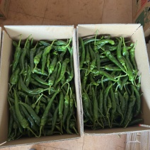 广东早尖椒产品一手货源直发支持拼车可视频看货