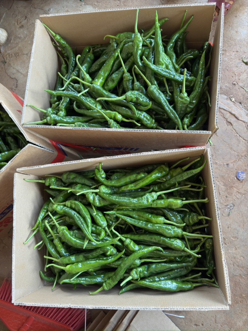 广东早尖椒产品一手货源直发支持拼车可视频看货