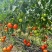 贵州精品西红柿、石头番茄🍅产品地一手货源、大量供应全国