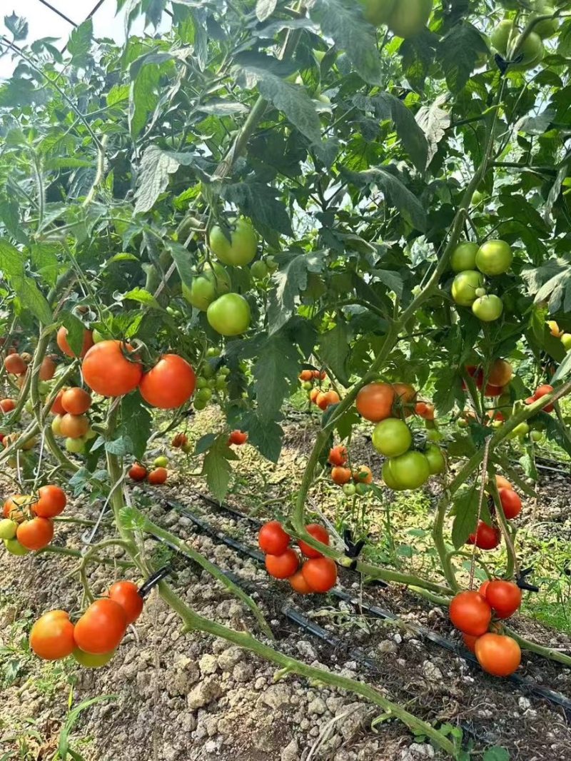 贵州精品西红柿、石头番茄🍅产品地一手货源、大量供应全国