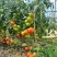 贵州精品西红柿、石头番茄🍅产品地一手货源、大量供应全国