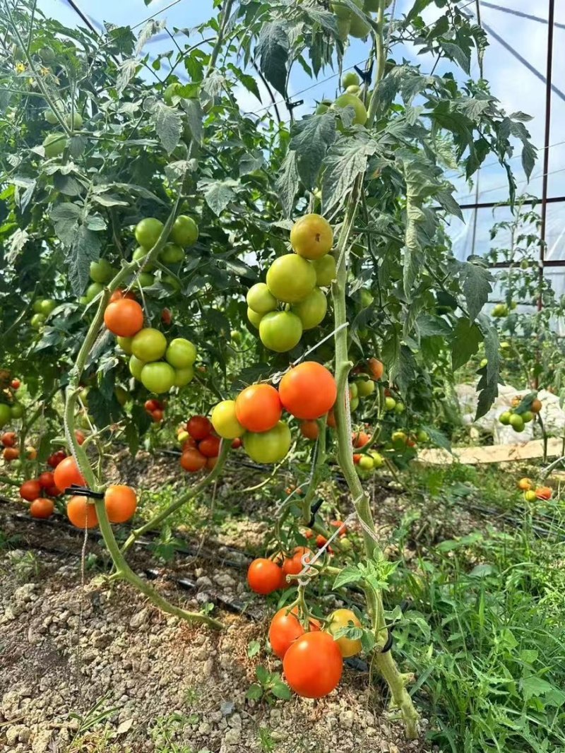 贵州精品西红柿、石头番茄🍅产品地一手货源、大量供应全国