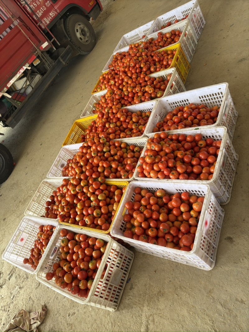 贵州精品西红柿、石头番茄🍅产品地一手货源、大量供应全国