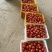 贵州精品西红柿、石头番茄🍅产品地一手货源、大量供应全国