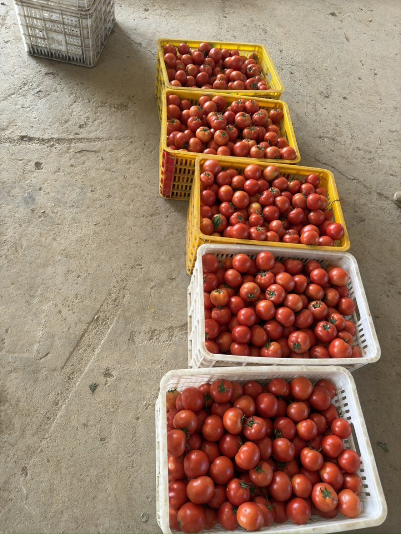 贵州精品西红柿、石头番茄🍅产品地一手货源、大量供应全国