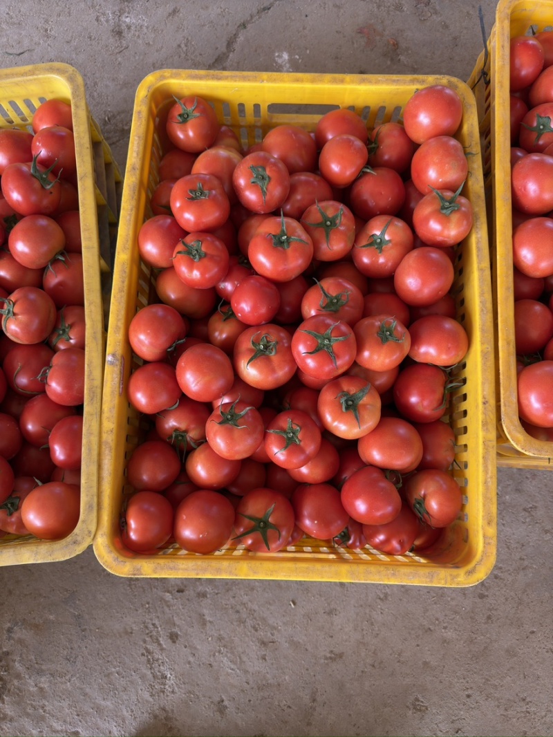 贵州精品西红柿、石头番茄🍅产品地一手货源、大量供应全国