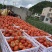 贵州精品西红柿、石头番茄🍅产品地一手货源、大量供应全国