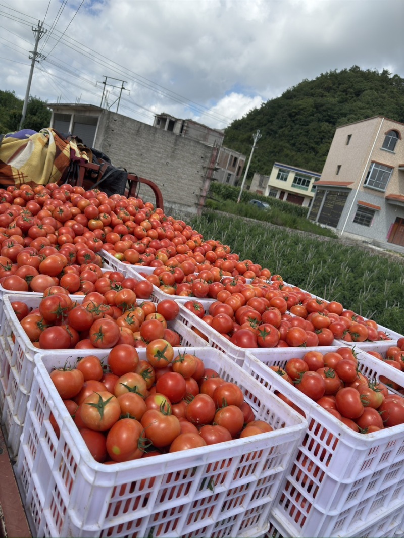 贵州精品西红柿、石头番茄🍅产品地一手货源、大量供应全国