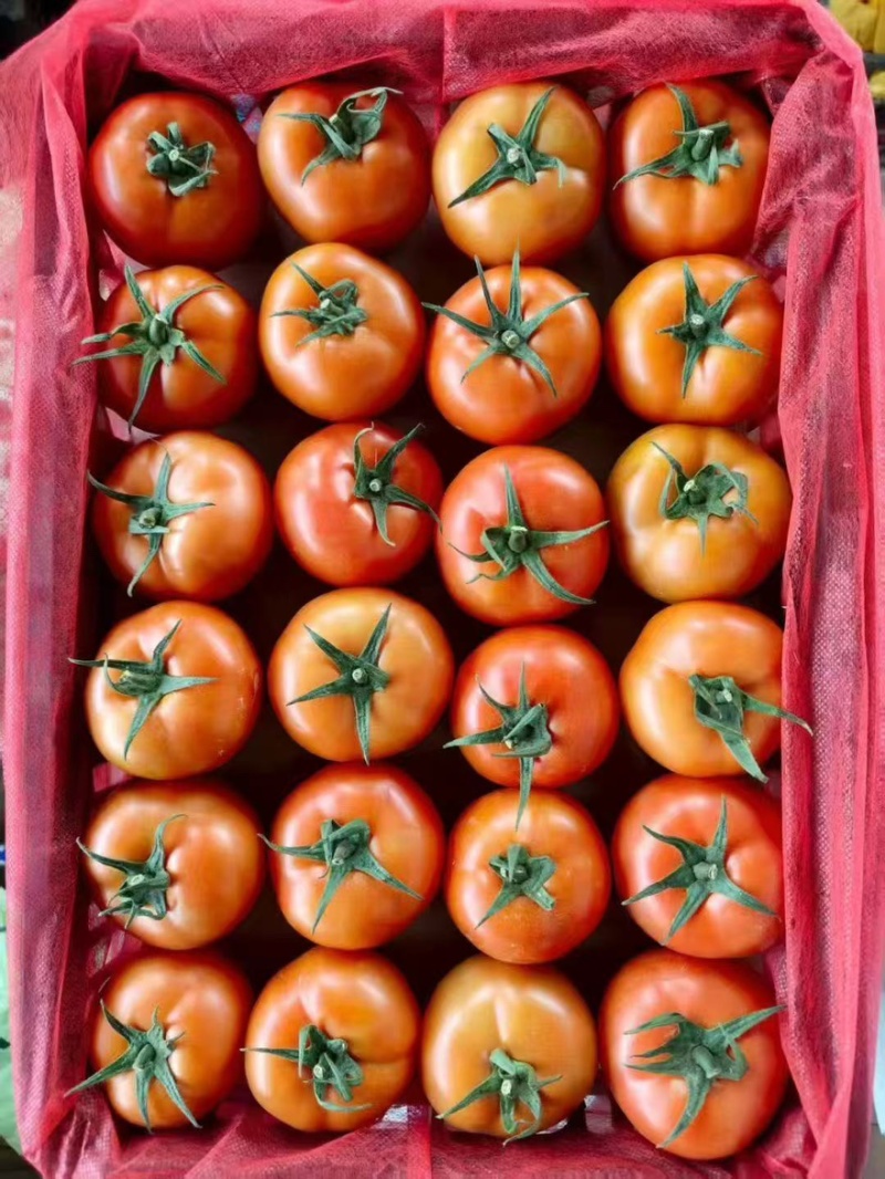 贵州精品西红柿、石头番茄🍅产品地一手货源、大量供应全国