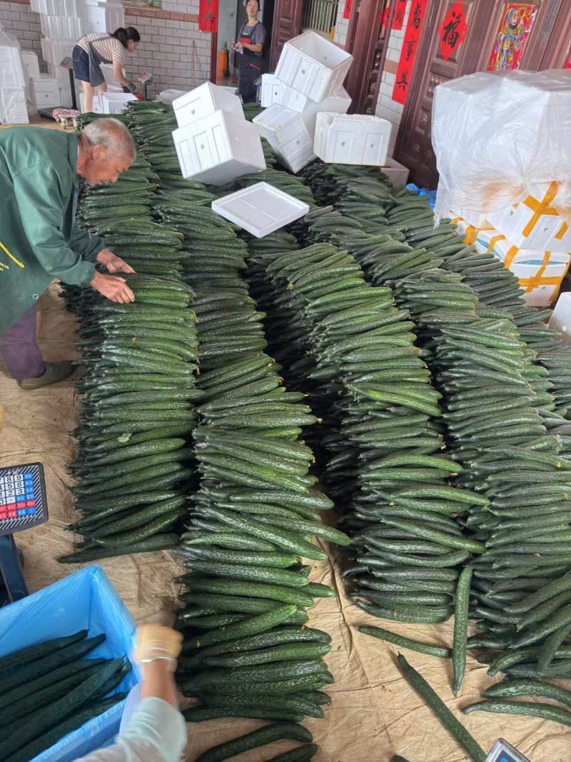 湛江黄瓜密刺黄瓜密刺油瓜基地一手货源可视频看货