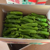 湛江鲜辣椒，芜湖椒、苏椒、薄皮椒、全国供应