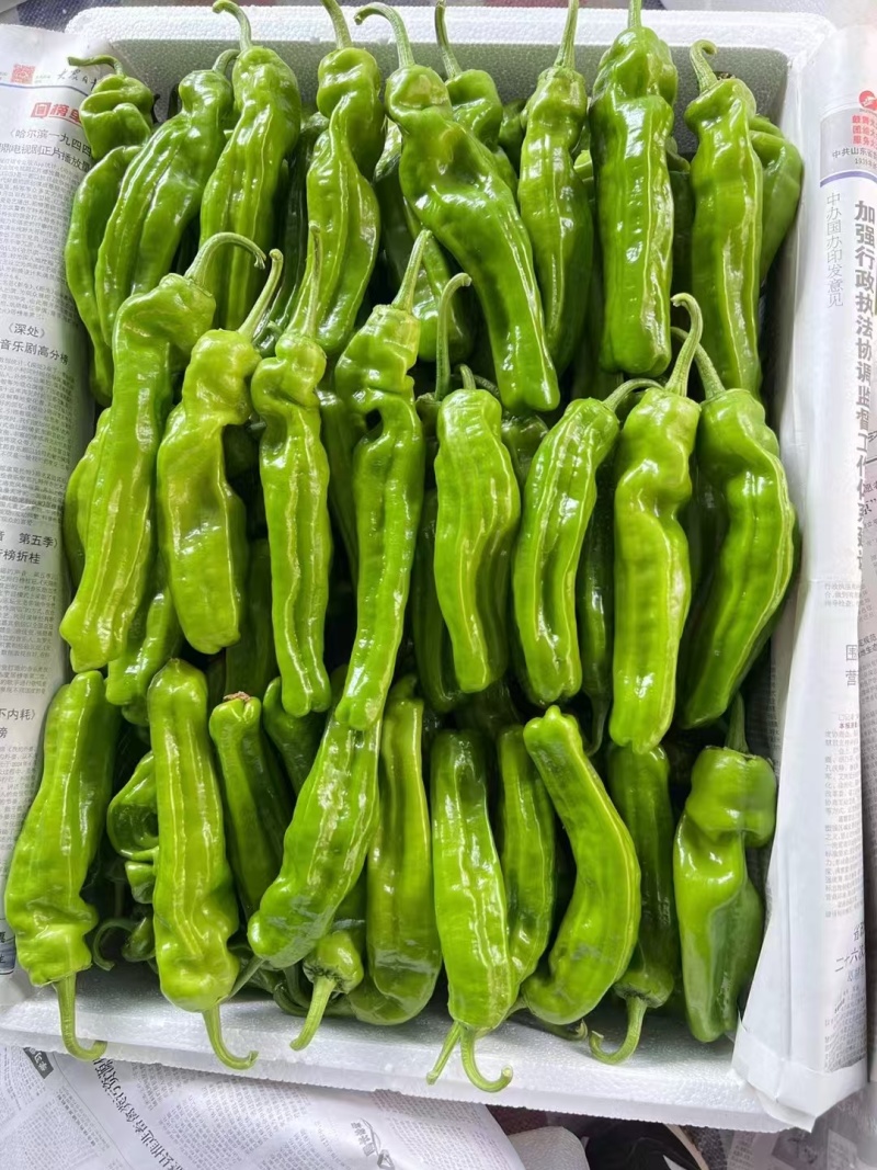 湛江鲜辣椒，芜湖椒、苏椒、薄皮椒、全国供应