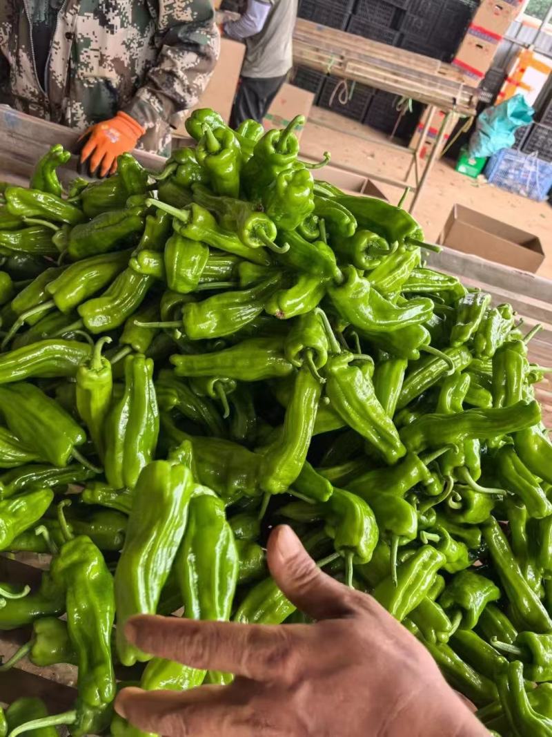 湛江鲜辣椒，芜湖椒、苏椒、薄皮椒、全国供应