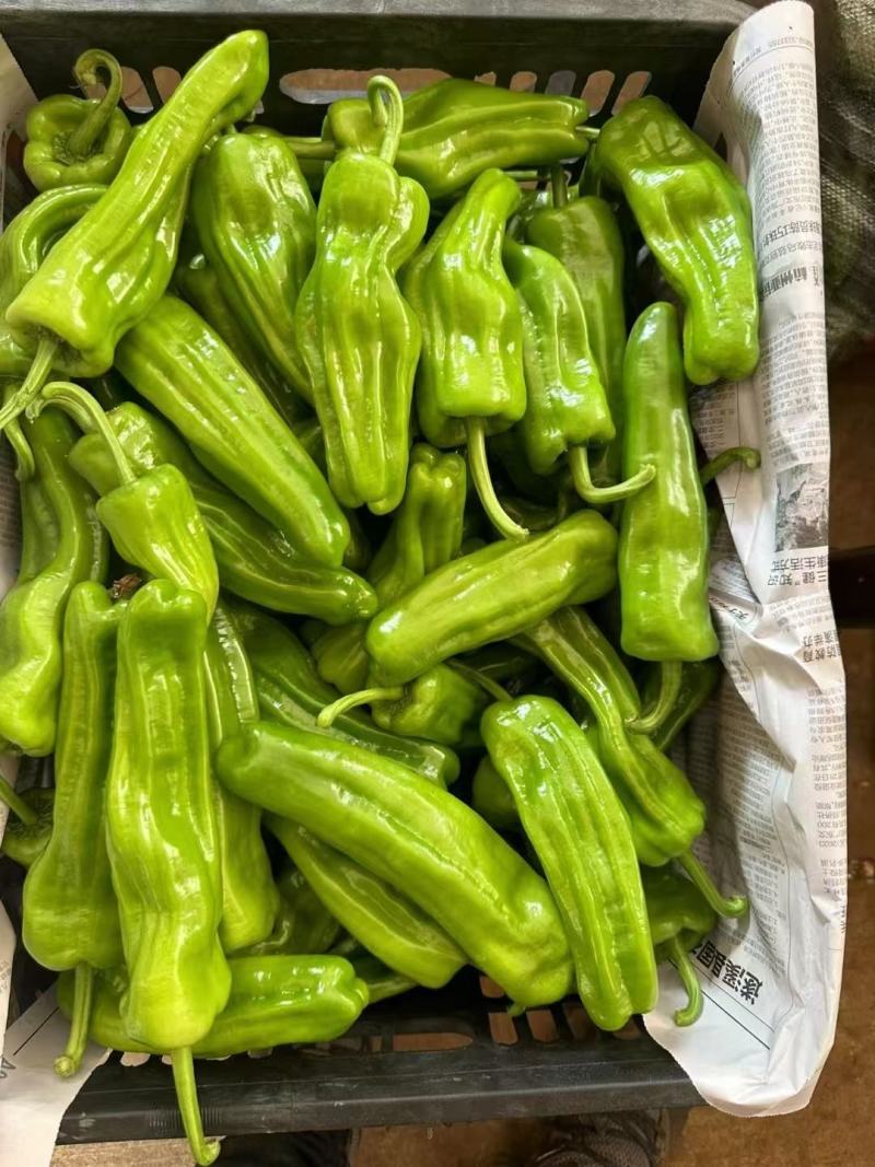 湛江鲜辣椒，芜湖椒、苏椒、薄皮椒、全国供应