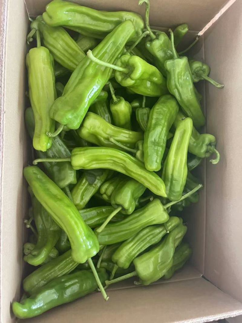 湛江鲜辣椒，芜湖椒、苏椒、薄皮椒、全国供应