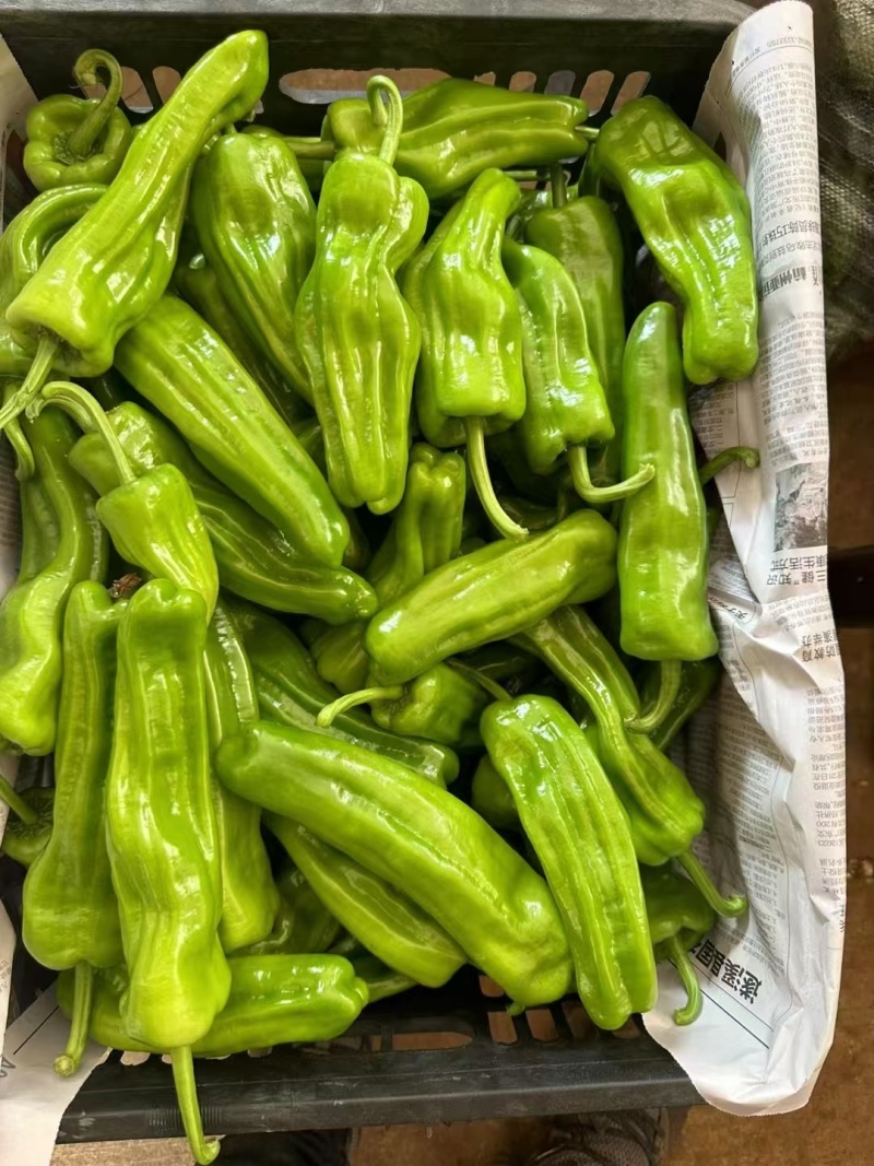 湛江鲜辣椒，芜湖椒、苏椒、薄皮椒、全国供应