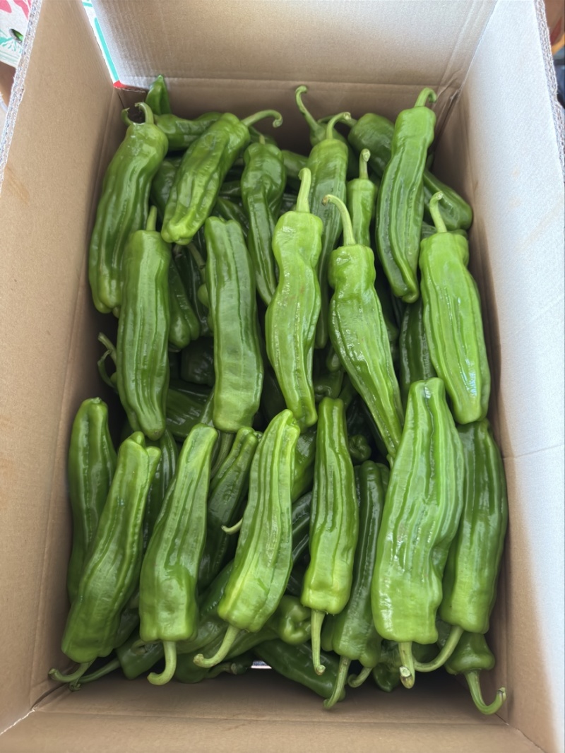 湛江鲜辣椒，芜湖椒、苏椒、薄皮椒、全国供应