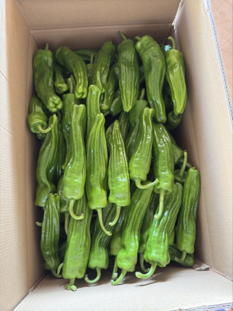 湛江鲜辣椒，芜湖椒、苏椒、薄皮椒、全国供应