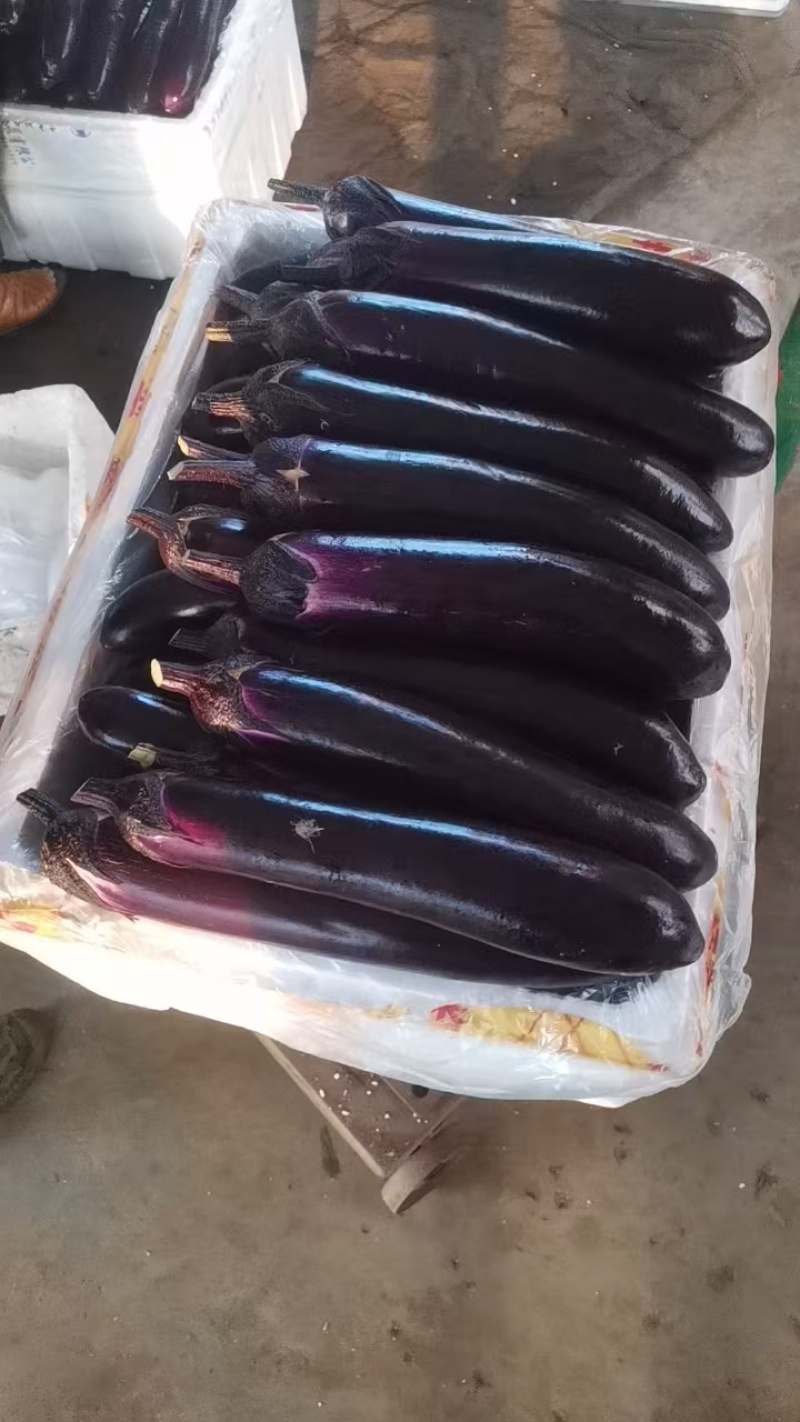 烧烤紫长茄精品茄子基地一手货源可视频看货