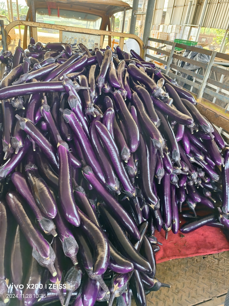 烧烤紫长茄精品茄子基地一手货源可视频看货