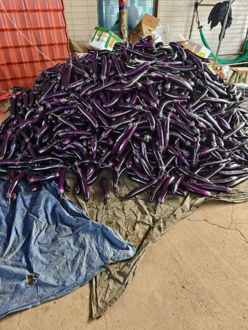 烧烤紫长茄精品茄子基地一手货源可视频看货