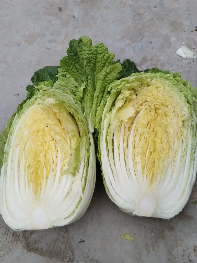 精品黄心大白菜3一6斤，个大均匀，颜色鲜嫩，质量保证