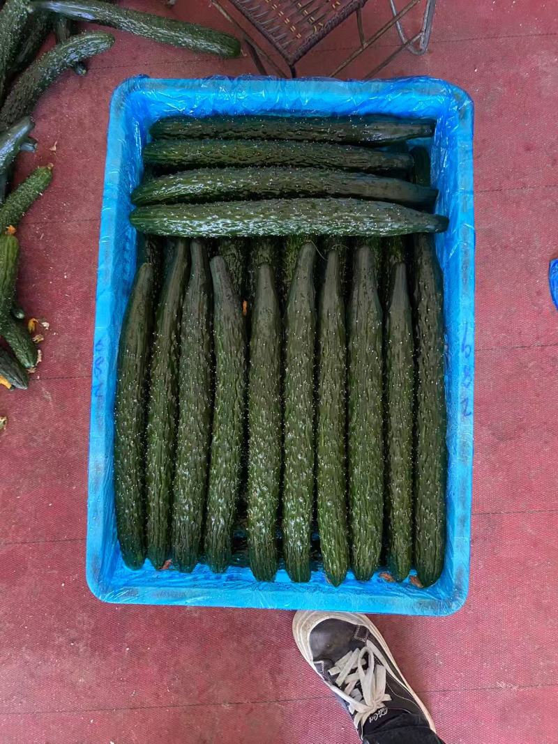 福建大棚黄瓜，基地直供，大量有货，需要联系