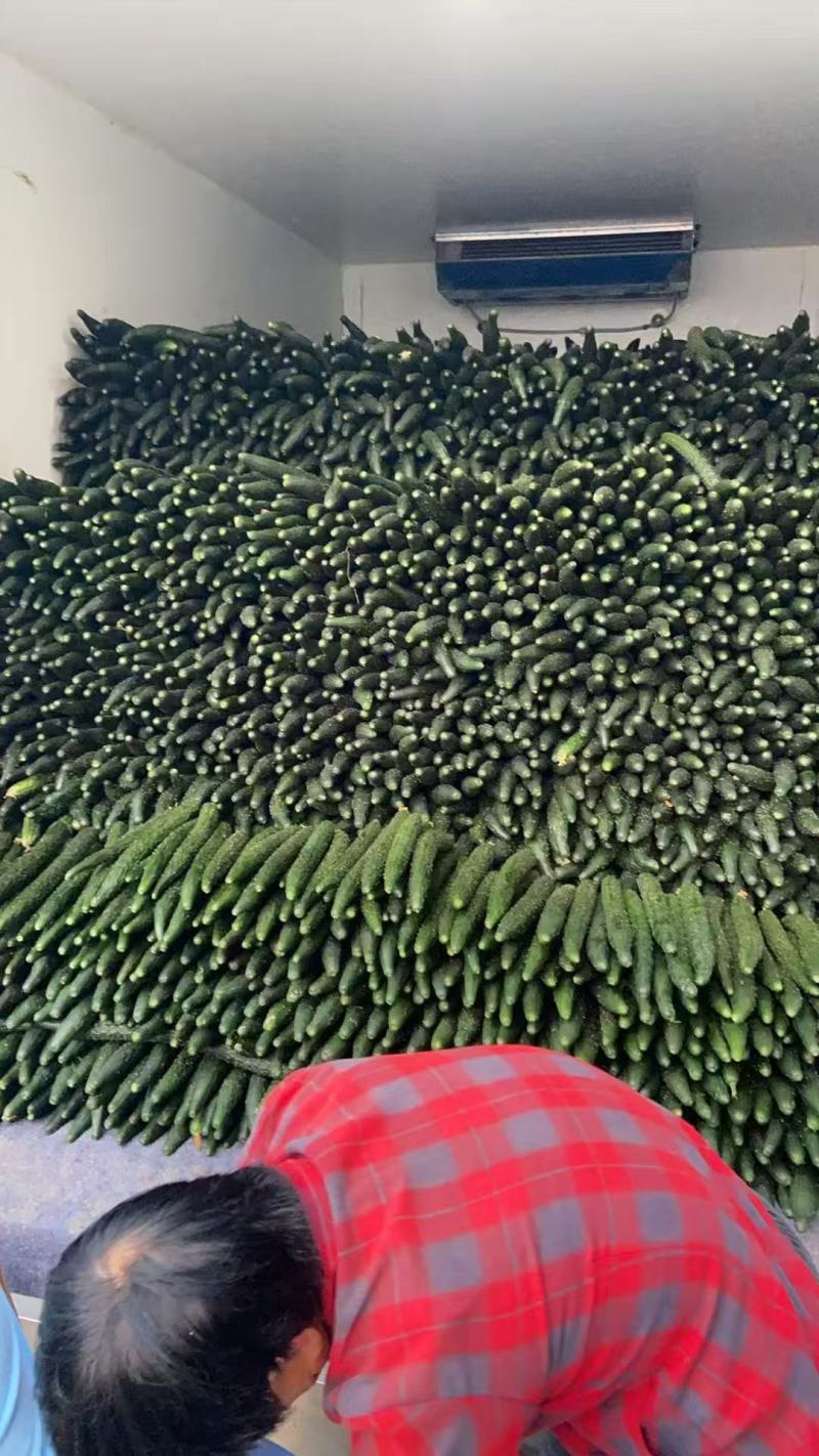 福建大棚黄瓜，基地直供，大量有货，需要联系