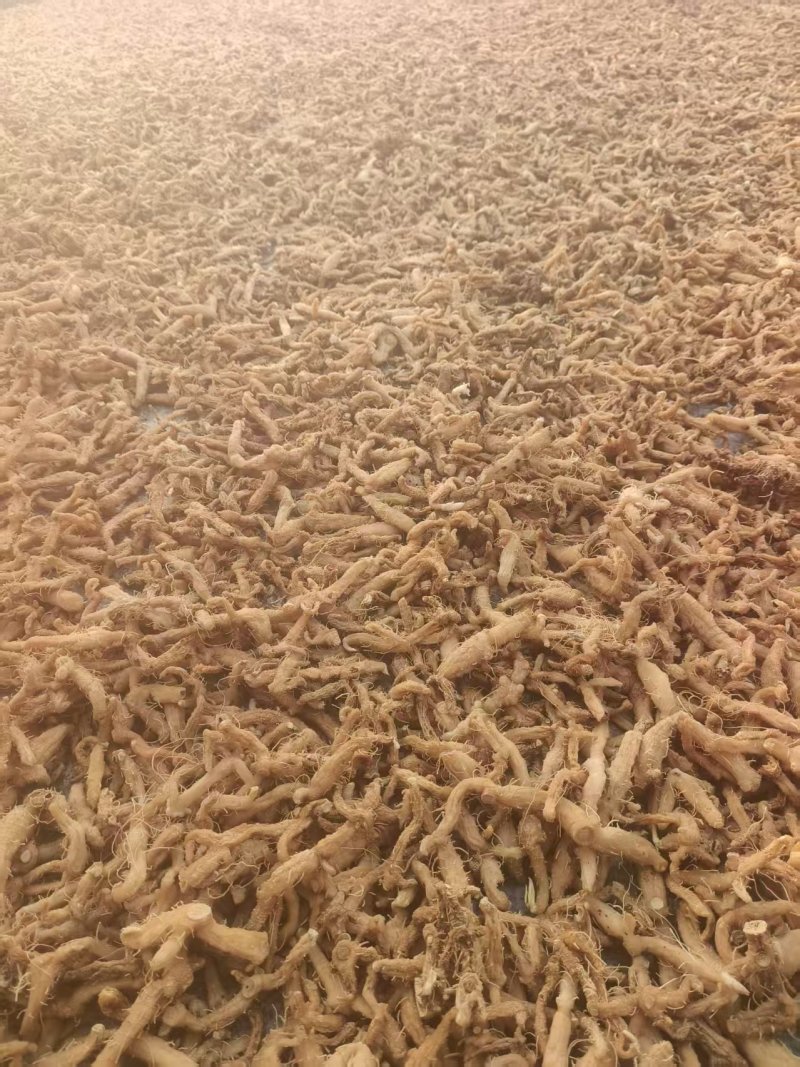 多花倒苗黄精干货，产品优质，量大从优，诚信经营，欢迎致电