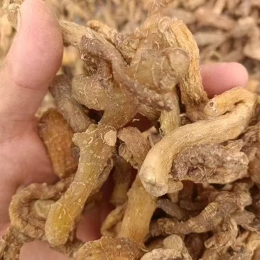 多花倒苗黄精干货，产品优质，量大从优，诚信经营，欢迎致电