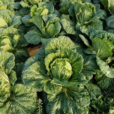 湖南大白菜黄心白菜供货量大新鲜发货欢迎进店