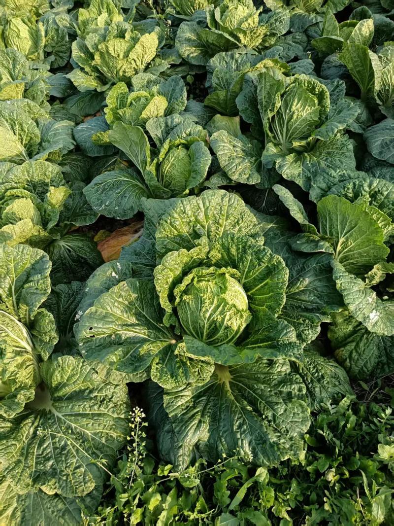 湖南大白菜黄心白菜供货量大新鲜发货欢迎进店