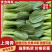 【江苏上海青】淮安小青菜/油菜/精品小青菜/发往全国便宜